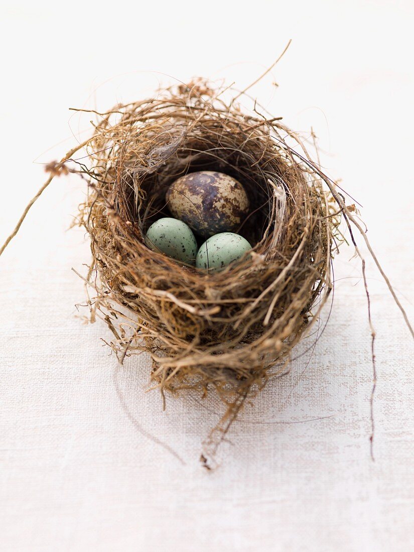 Quail's egg with marzipan egg in an Easter nest
