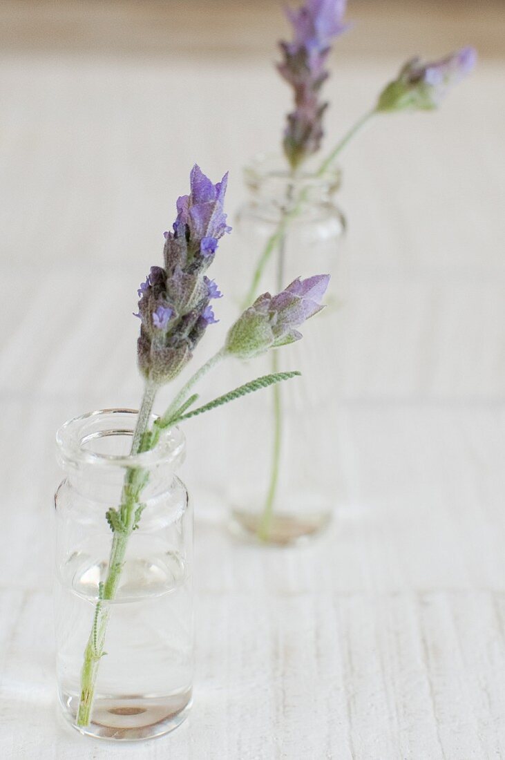 Lavender flowers in vases