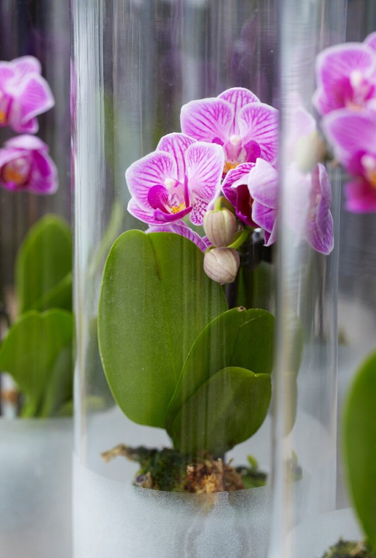 Phalaenopsis in Gläsern