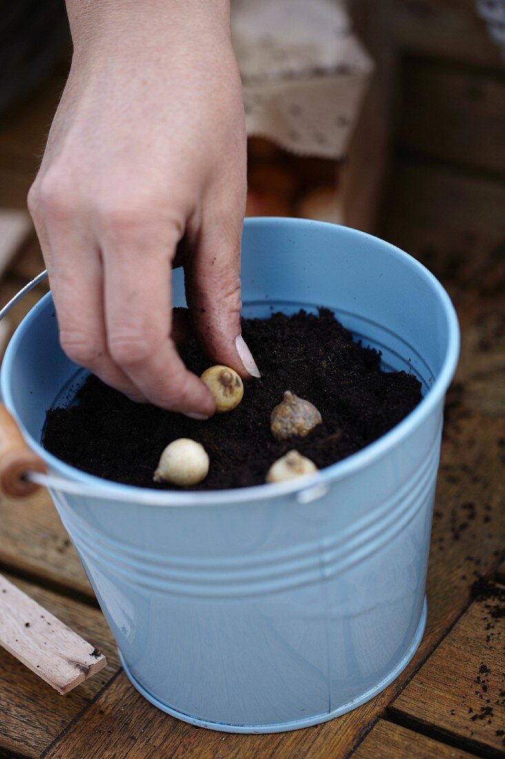 Planting bulbs in a pot