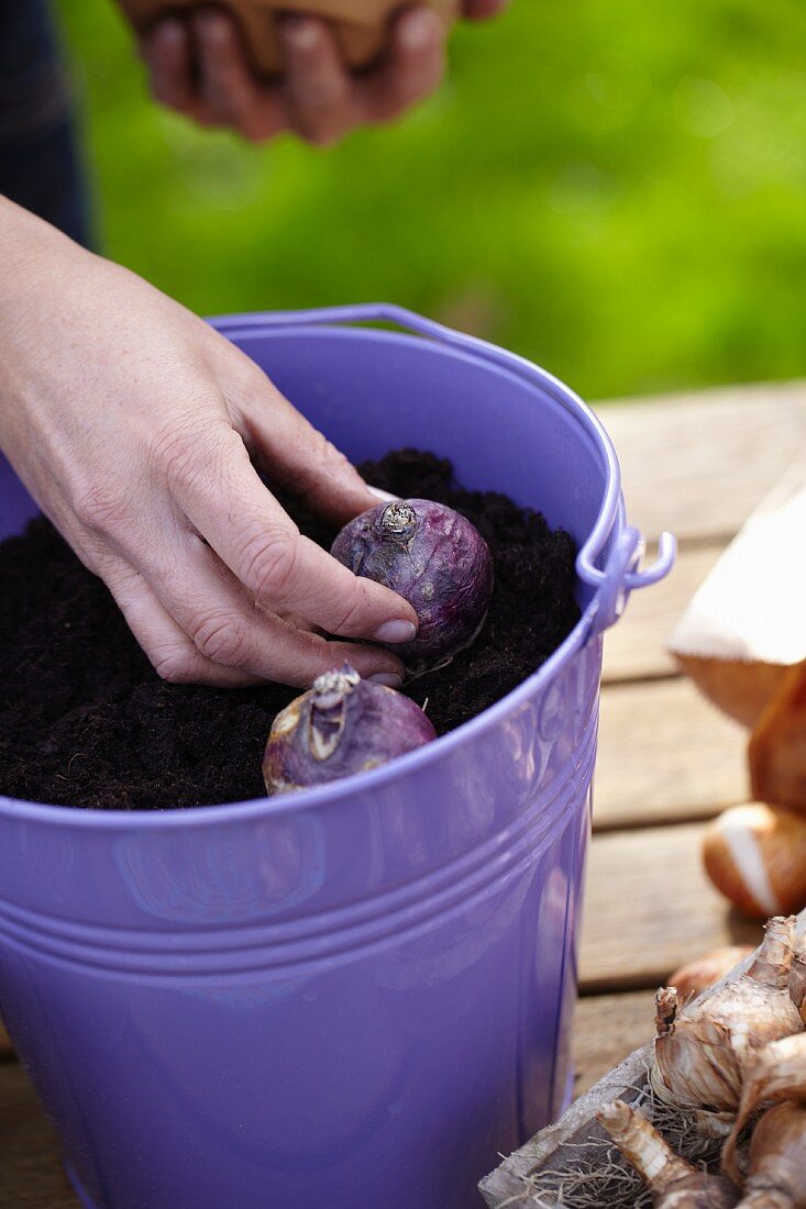 Planting bulbs in a pot