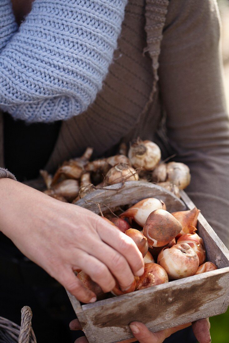 Woman holding wooden trug of bulbs