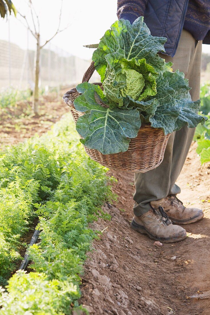 A man holding a basket of savoy cabbage in a field