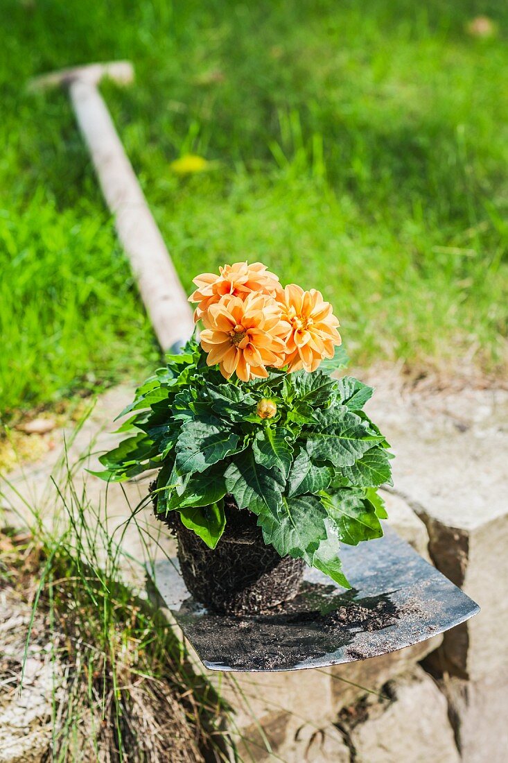 Dahlia on spade ready for planting