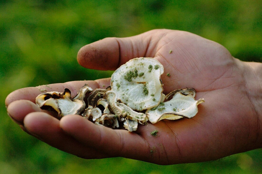 Gegrillte Wildgemüsescheiben