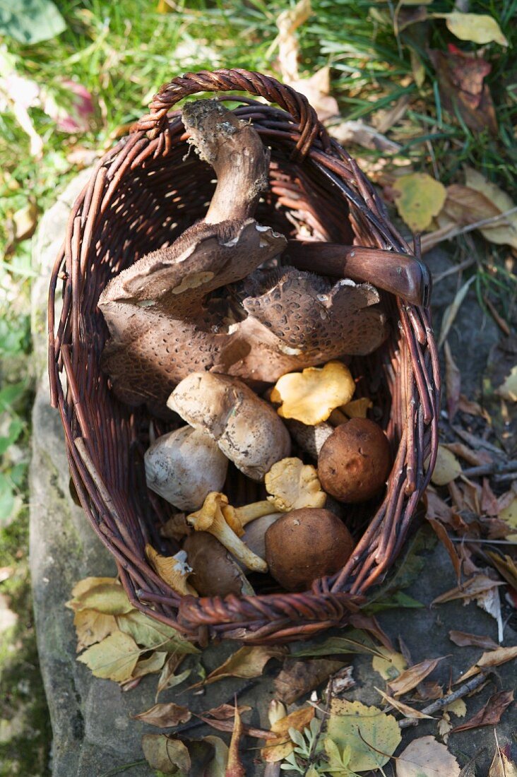 Fresh wild mushrooms in a wicker basket