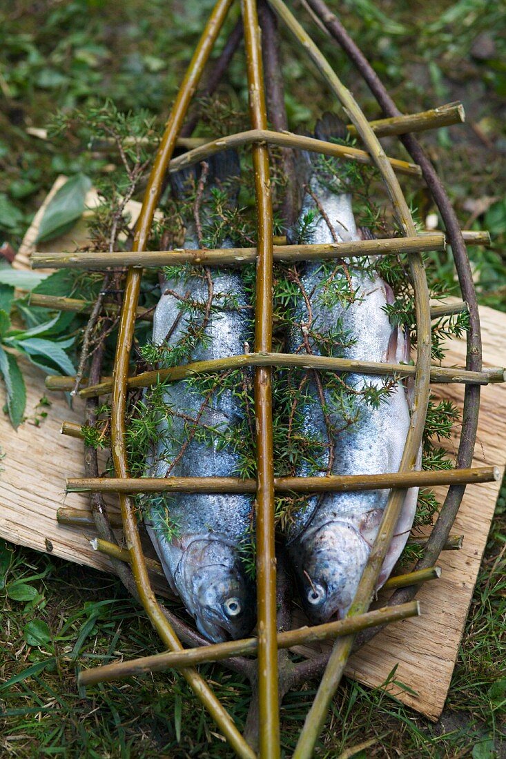 Trout in a home-made willow fish basket