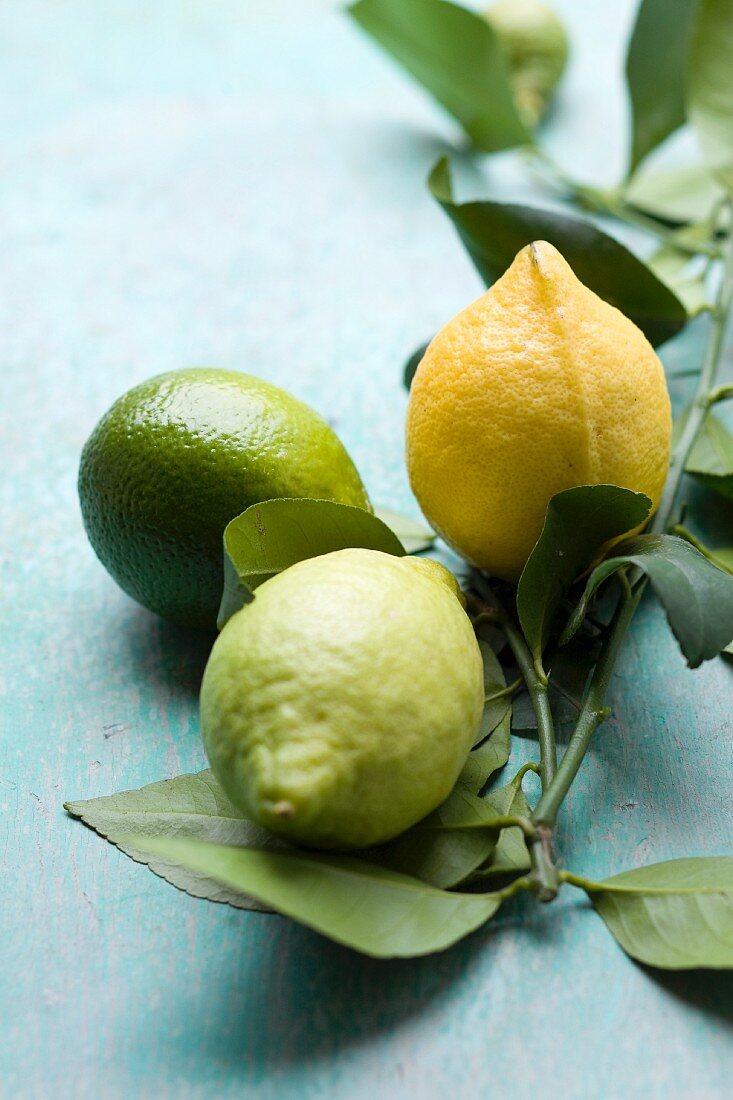 Green and yellow lemons with twigs and leaves