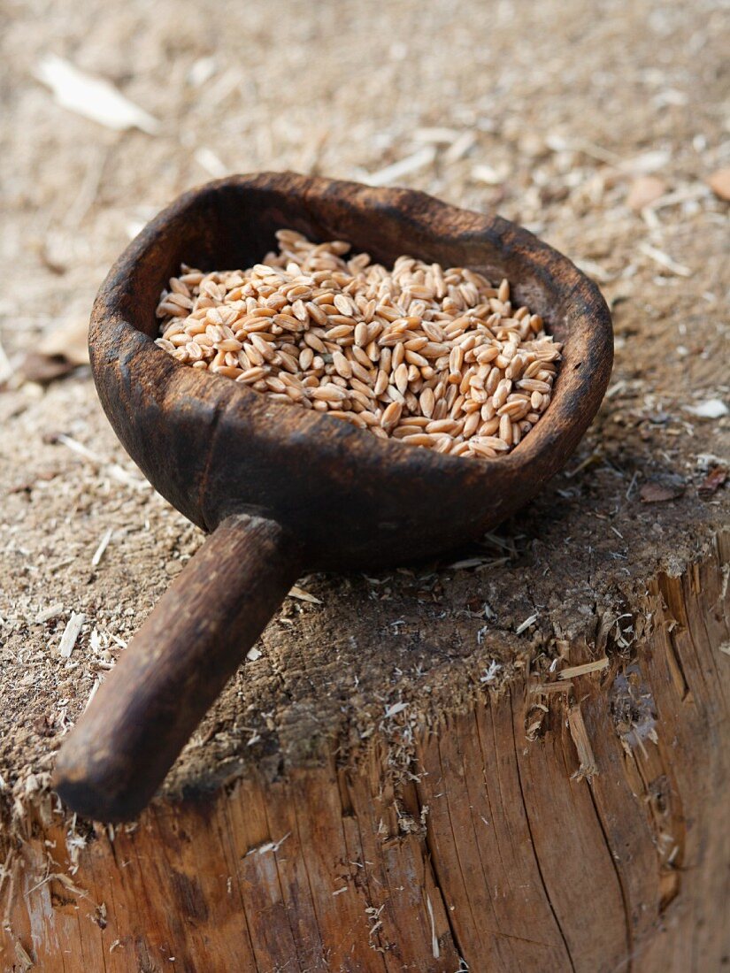 Spelt grains in a rustic wooden scoop