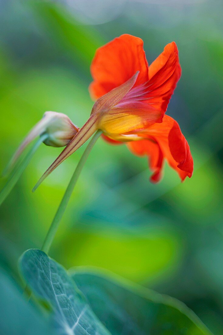 Nasturtium flower (close-up)