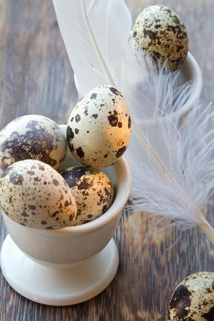 Quail's eggs in an eggcup with a soft feather