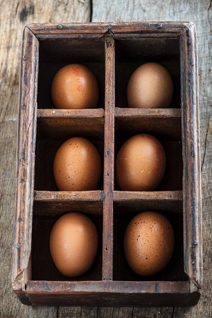 Sechs braune Eier im Setzkasten
