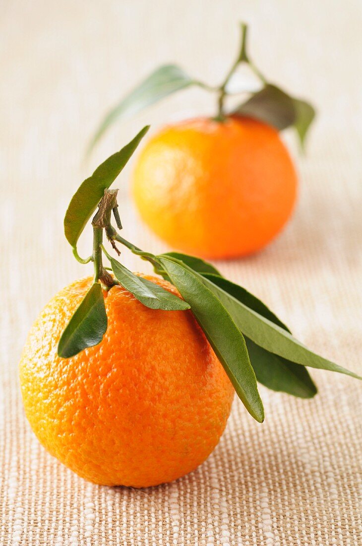 Two clementines with stalks and leaves