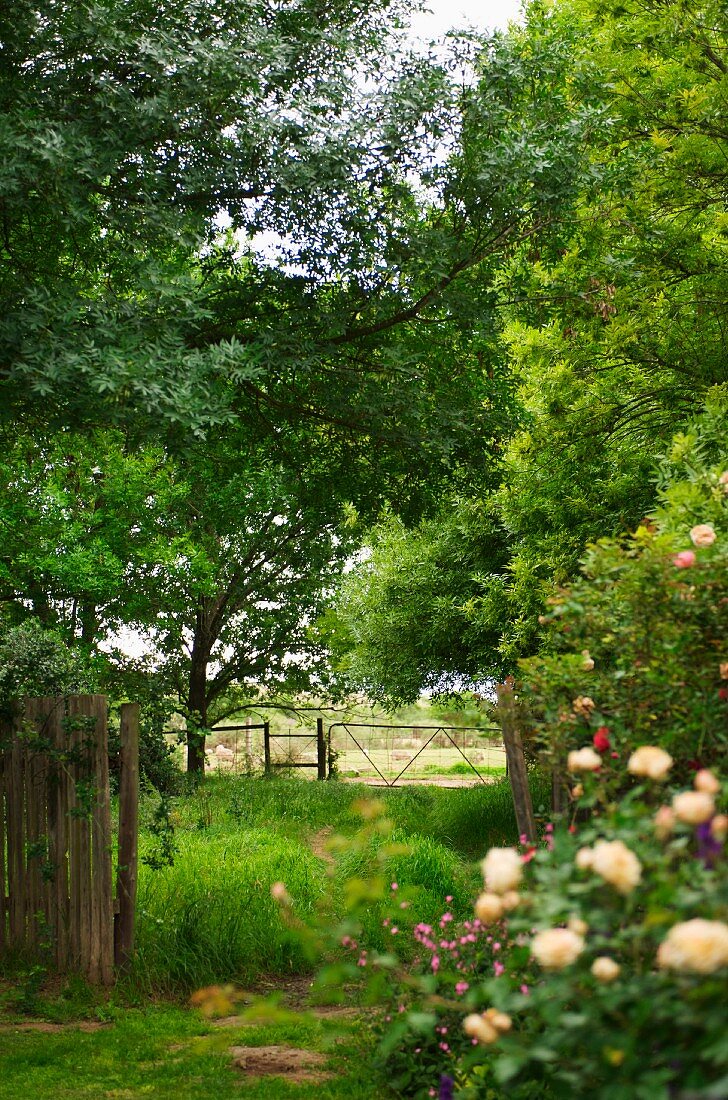 Fenced meadow with trees seen from garden