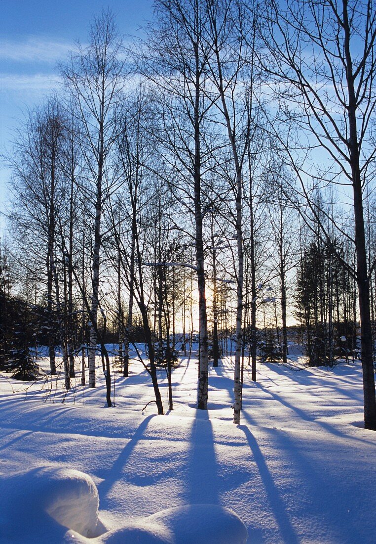 Winter landscape on sunny day