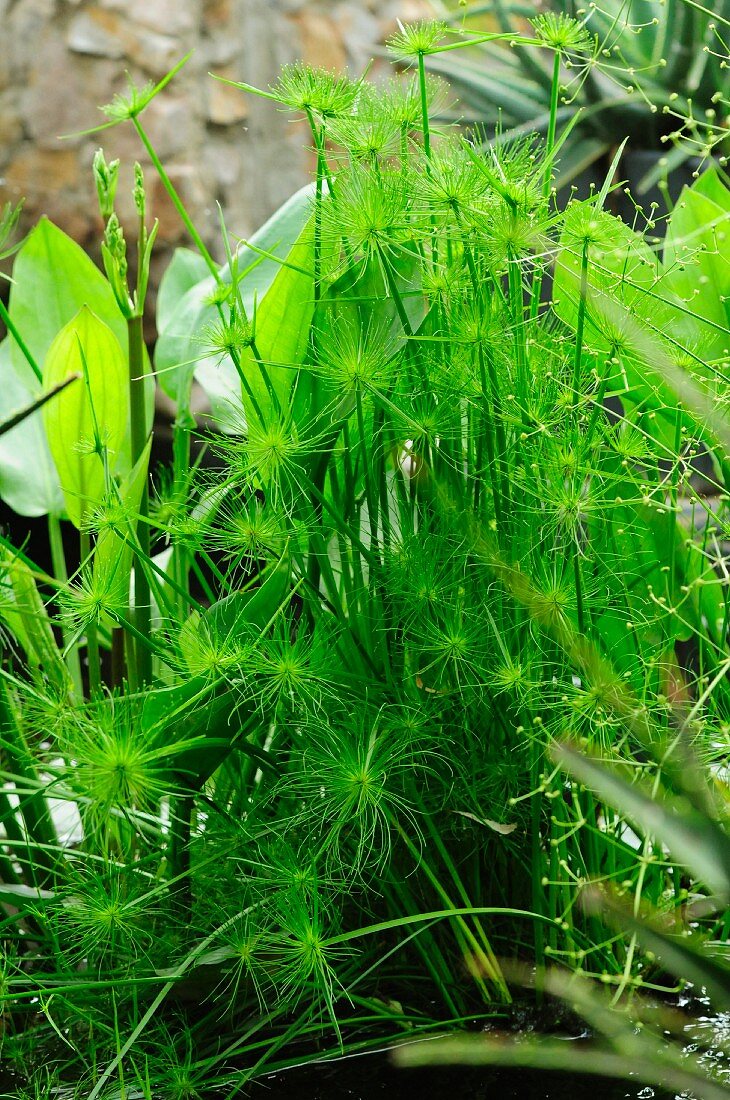 Papyrus plant in garden