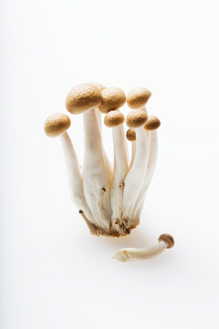 Buna Shimeji Mushrooms on a White Background