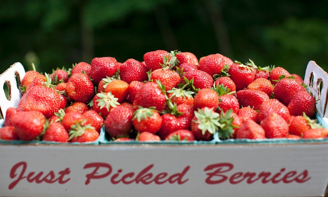 Fresh Picked Strawberries in a "Just Picked Berries" Box; Outdoors