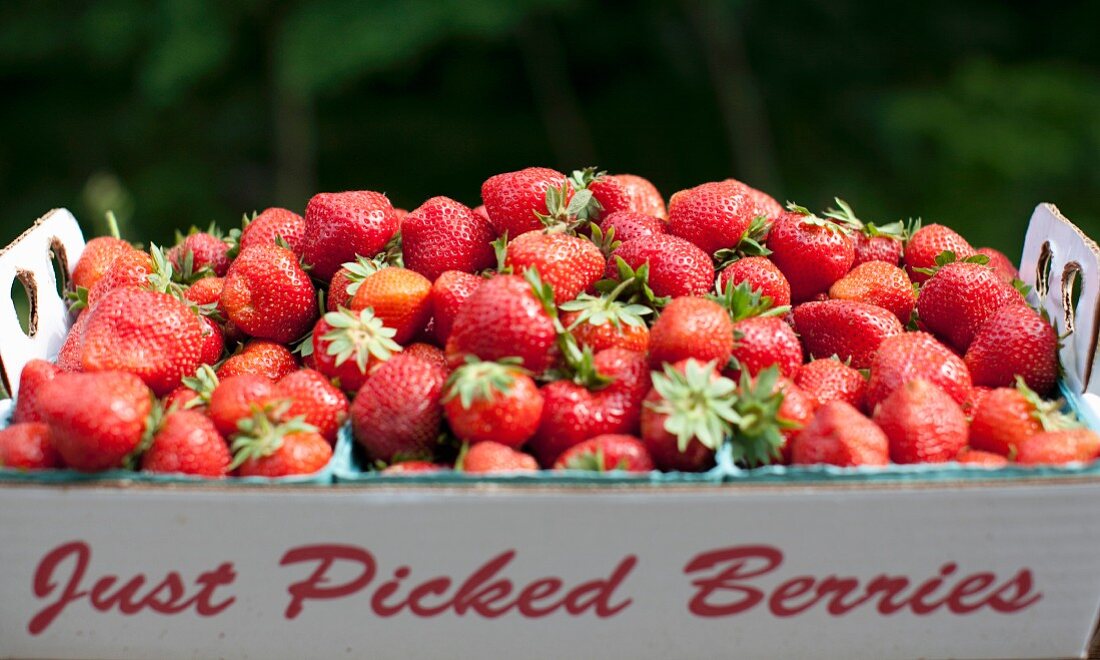 Frisch geerntete Erdbeeren in einer Schachtel