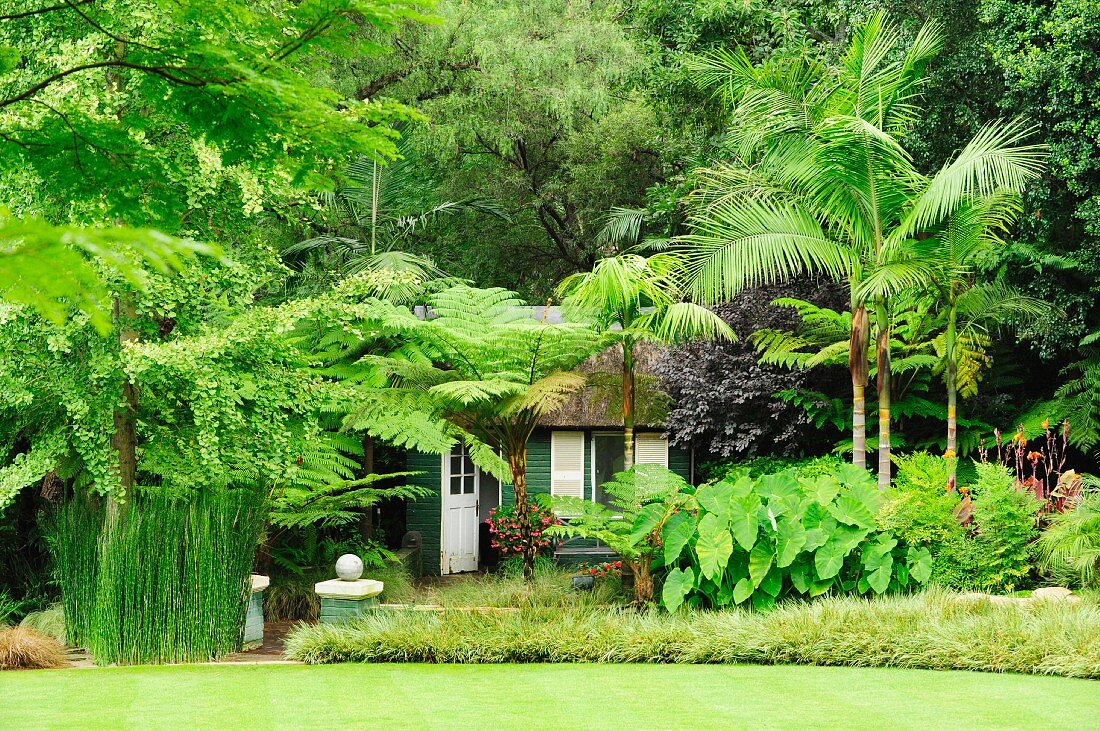 Wooden house hidden under tropical foliage plants