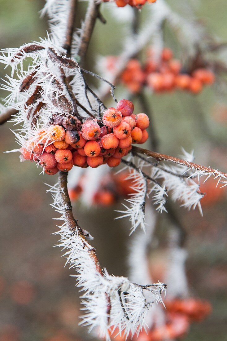 Rowan berries on branch covered in hoar-frost
