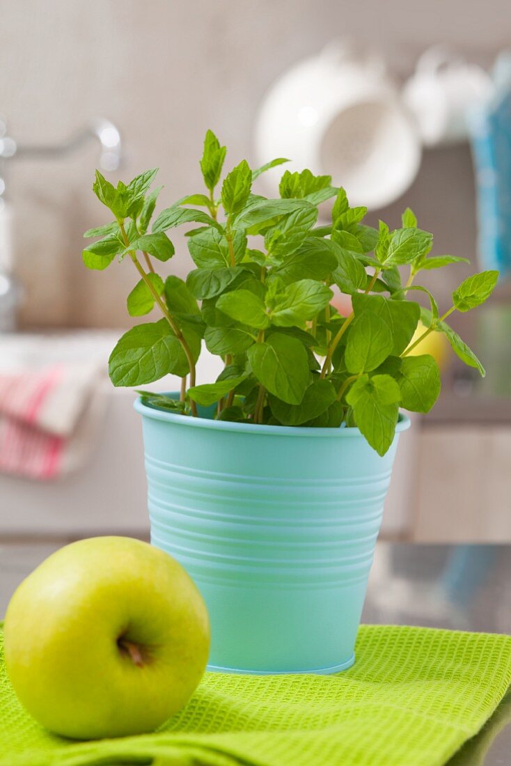 Frische Minze im Blumentopf und ein grüner Apfel