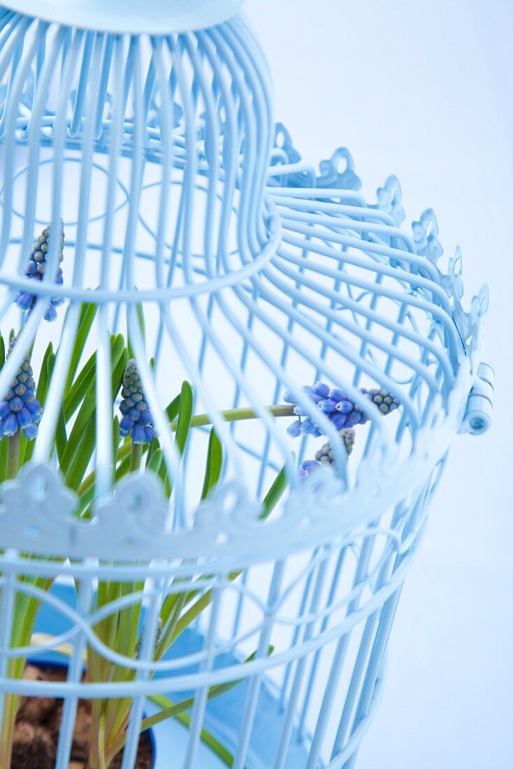 Grape hyacinths in blue bird cage