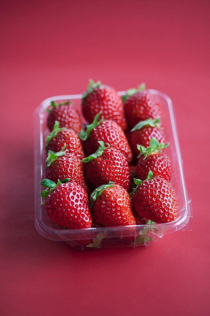 Frische Erdbeeren in einer Plastikschale auf bordeauxrotem Untergrund