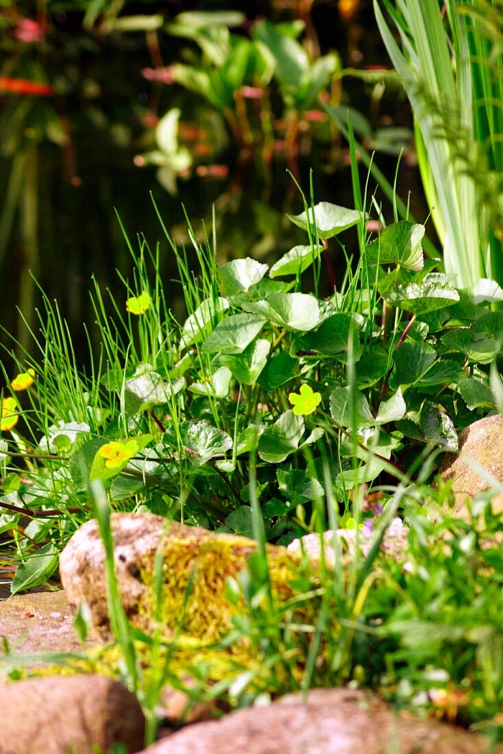 Yellow-flowering marsh marigold at edge of pond; pebbles and grasses in foreground