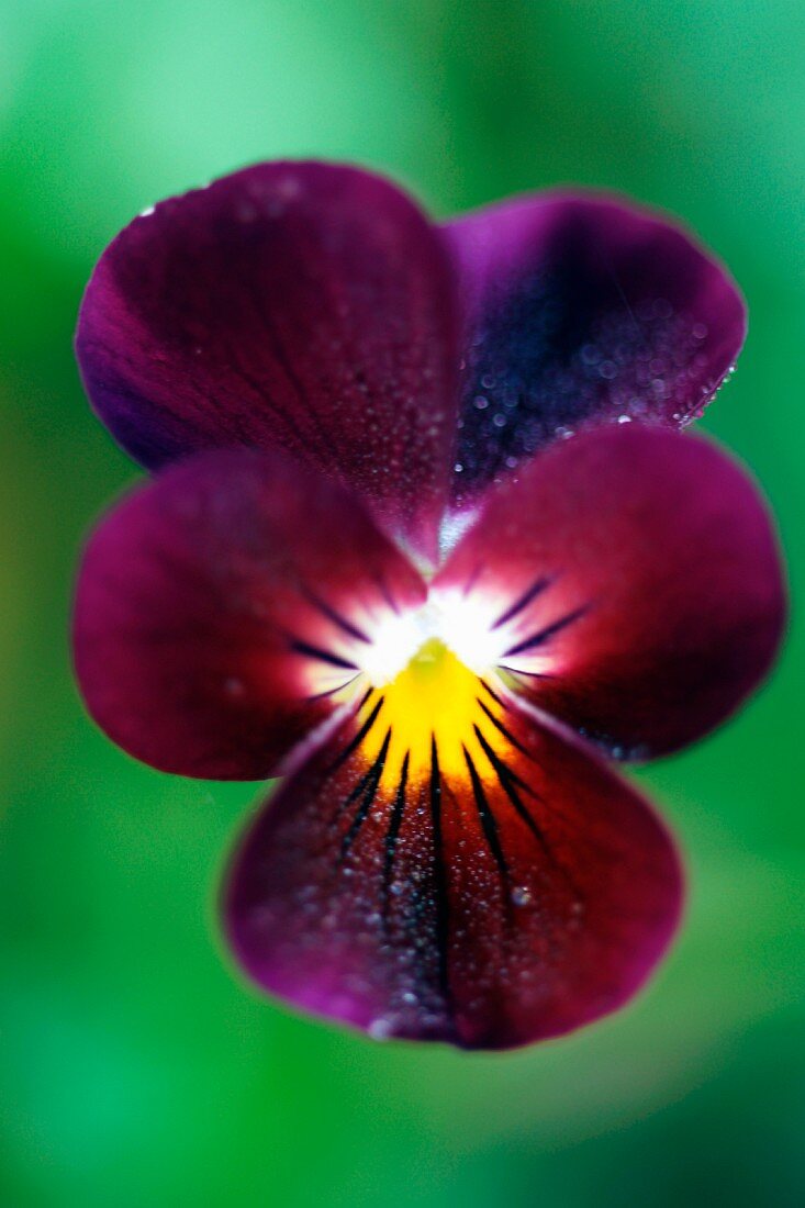 Dark purple wild pansy with yellow centre