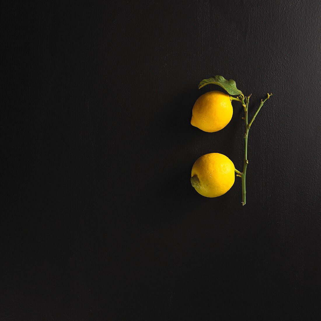 Two lemons on a stem with a leaf