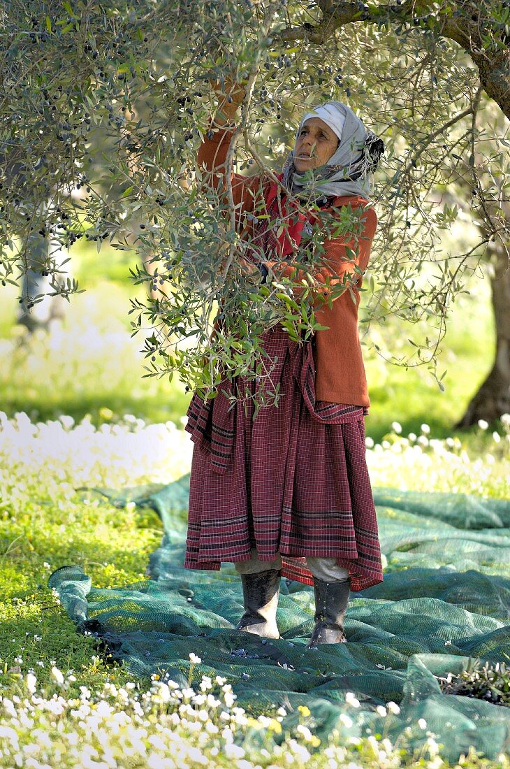 Frau schüttelt Oliven vom Baum