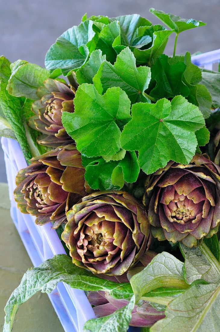 Fresh artichokes with leaves in a crate