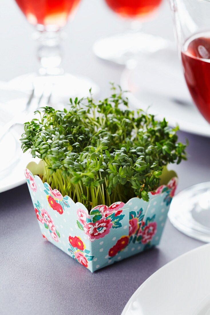 Cress growing in paper cake case