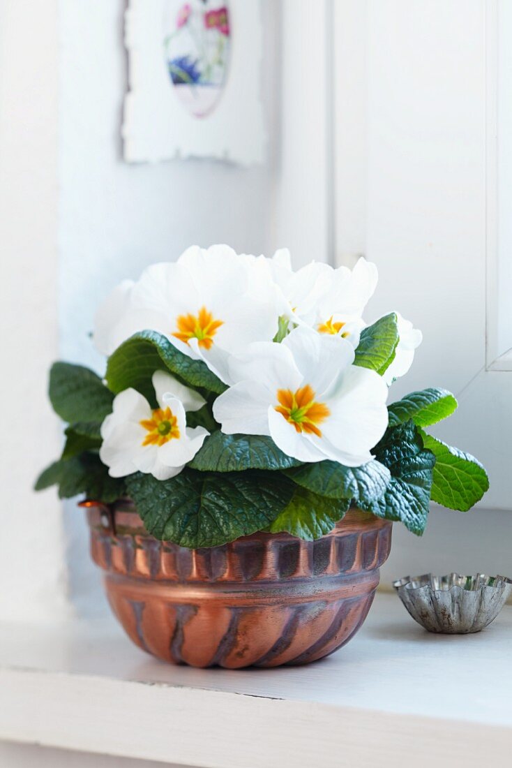 Cake mould used as planter for primula