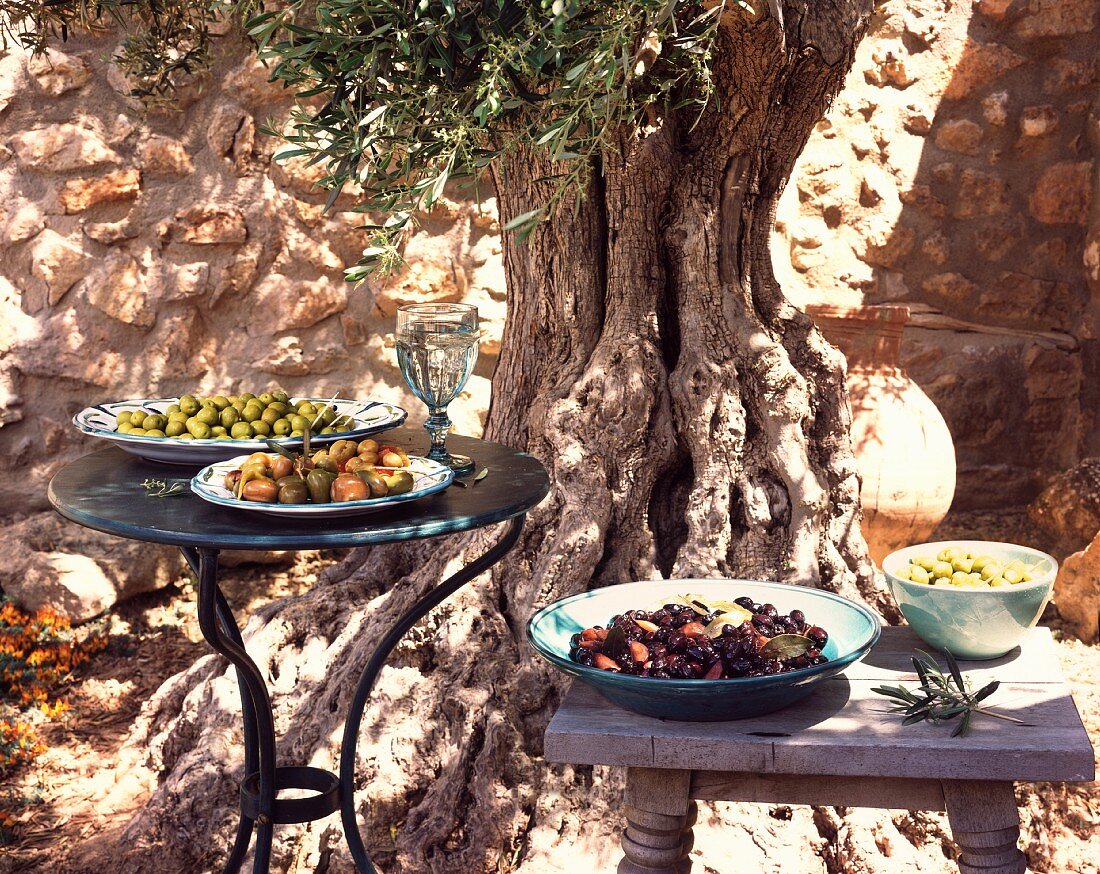 Verschiedene Oliven unter einem alten Olivenbaum