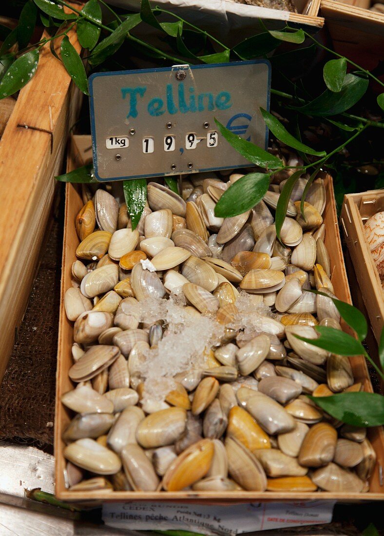 Telline-Muscheln auf dem Markt