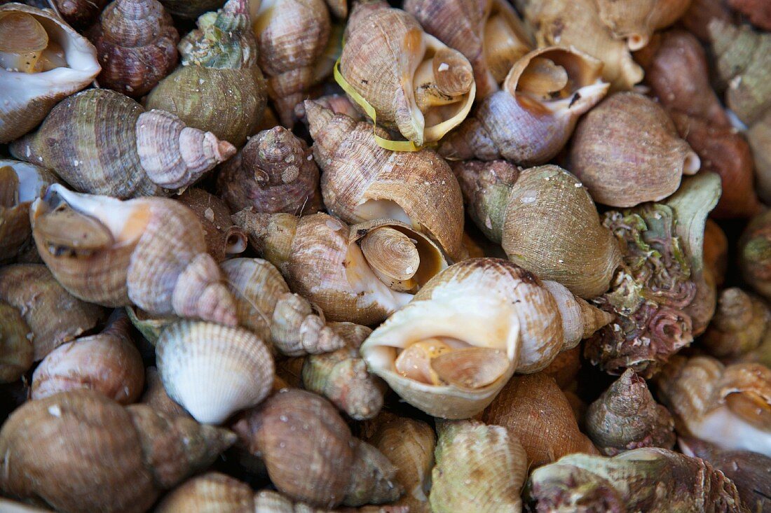 Sea snails