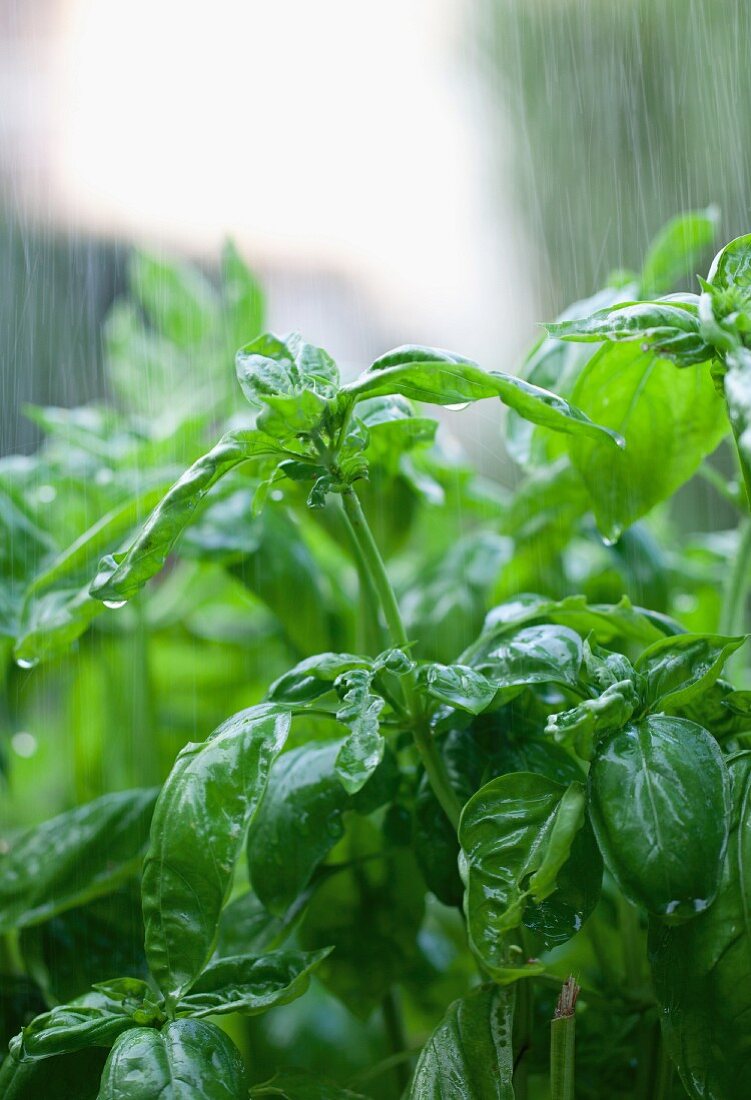 A basil plant being rained on in the garden