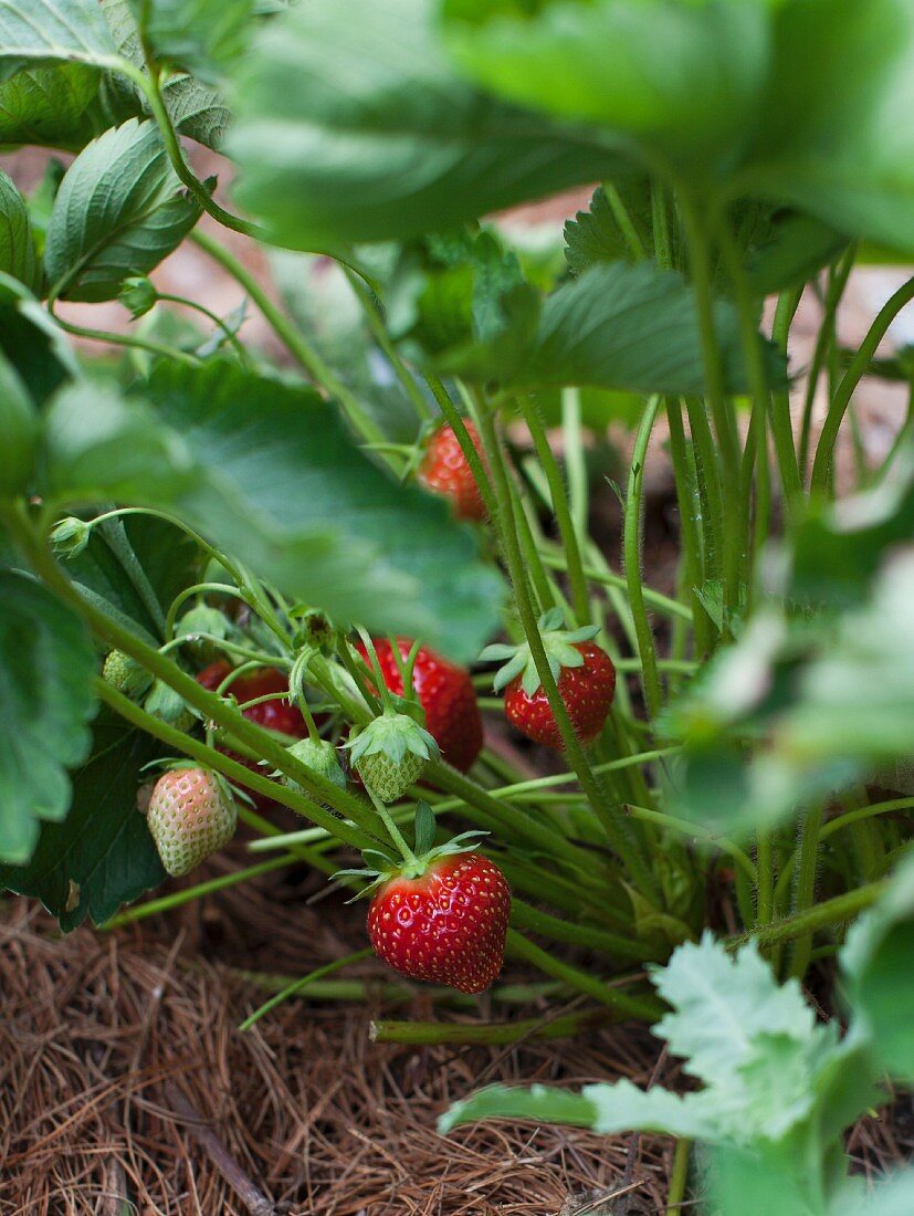 Erdbeeren reifen an der Pflanze