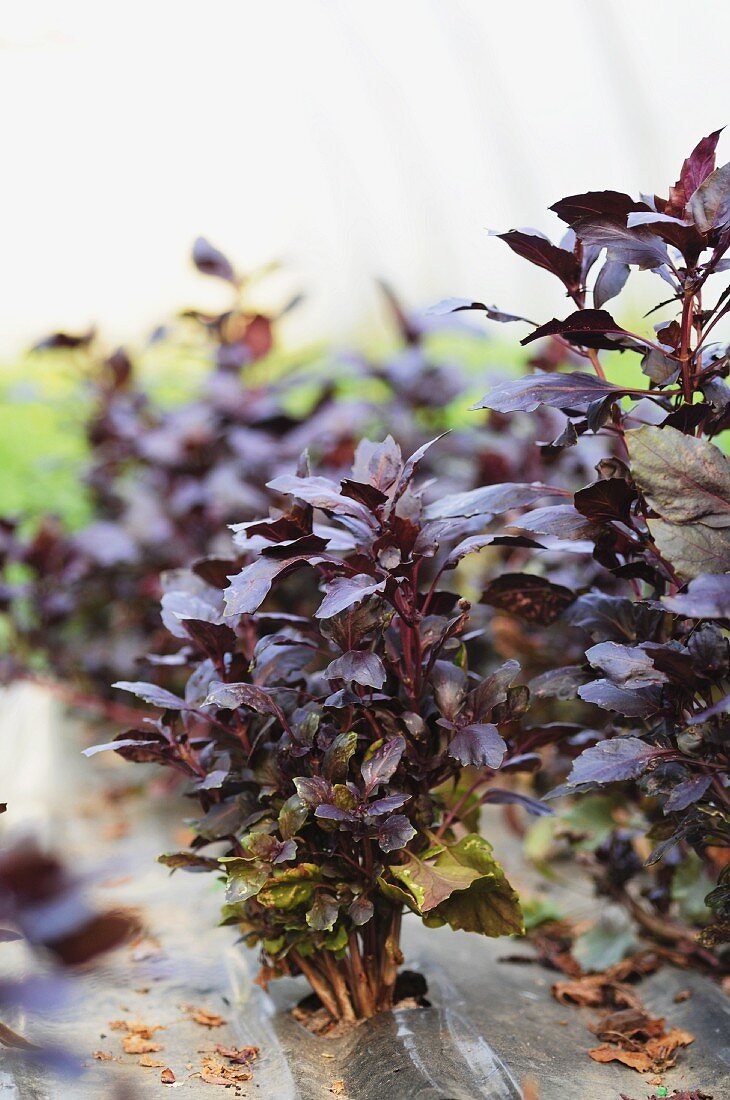 Red basil growing in a foil-covered field