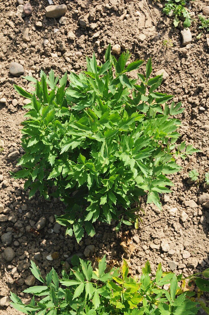 Lovage growing in the field