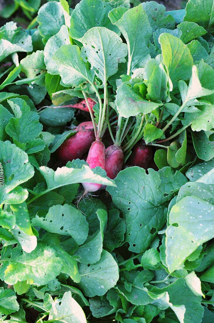 Freshly harvested radishes in the field