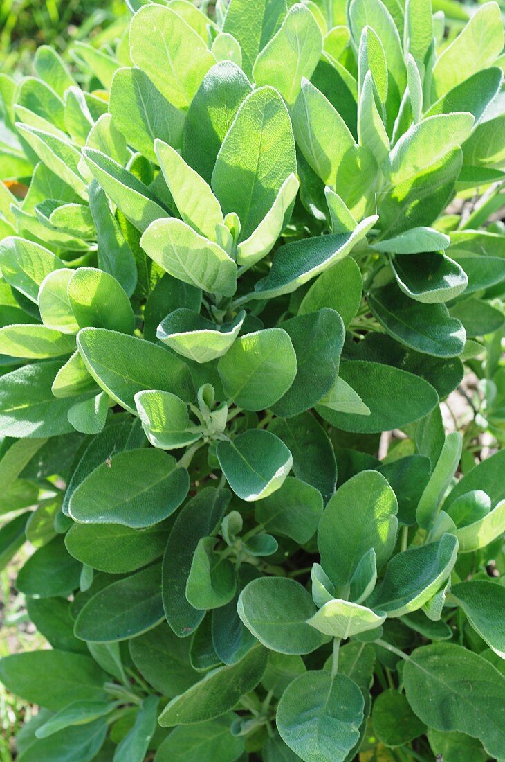 Sage Plants