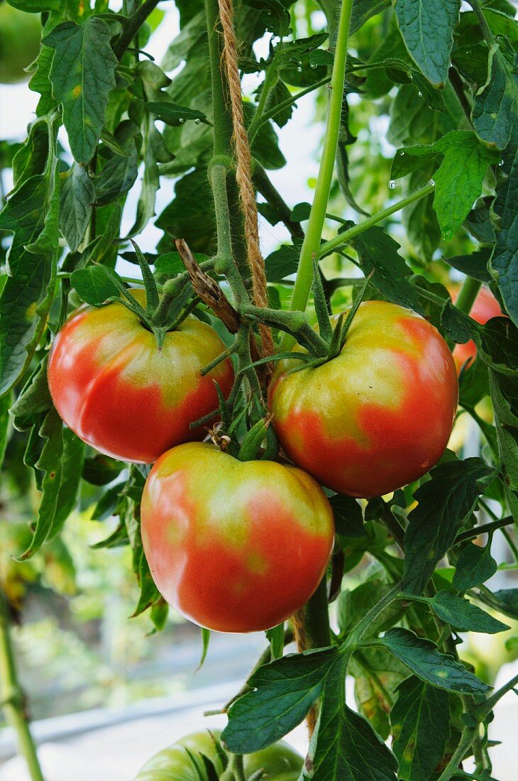 Beefsteak tomatoes on the plant