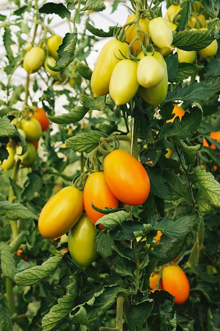 Plum tomatoes of the variety 'Orama', on the vine