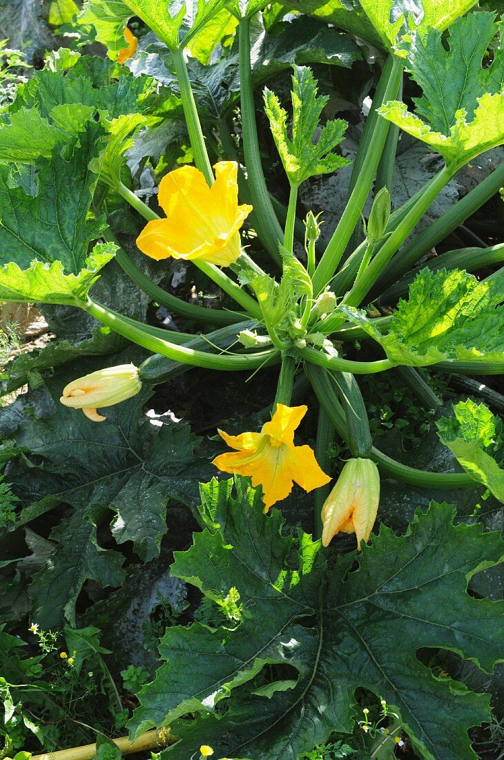 Zucchinipflanze mit Blüten auf dem Feld