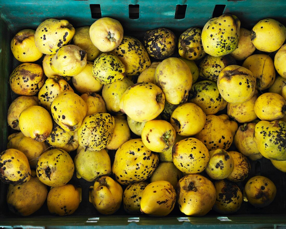 Quinces in a plastic crate