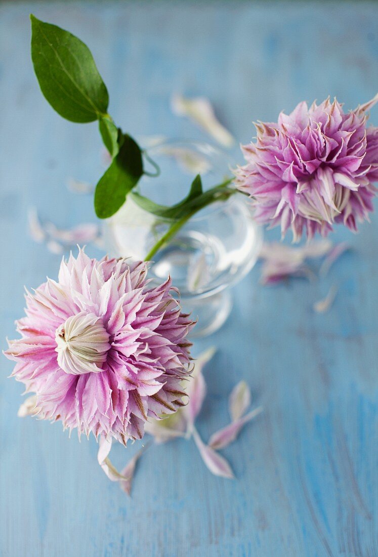 Rosa Blume in einem Glas