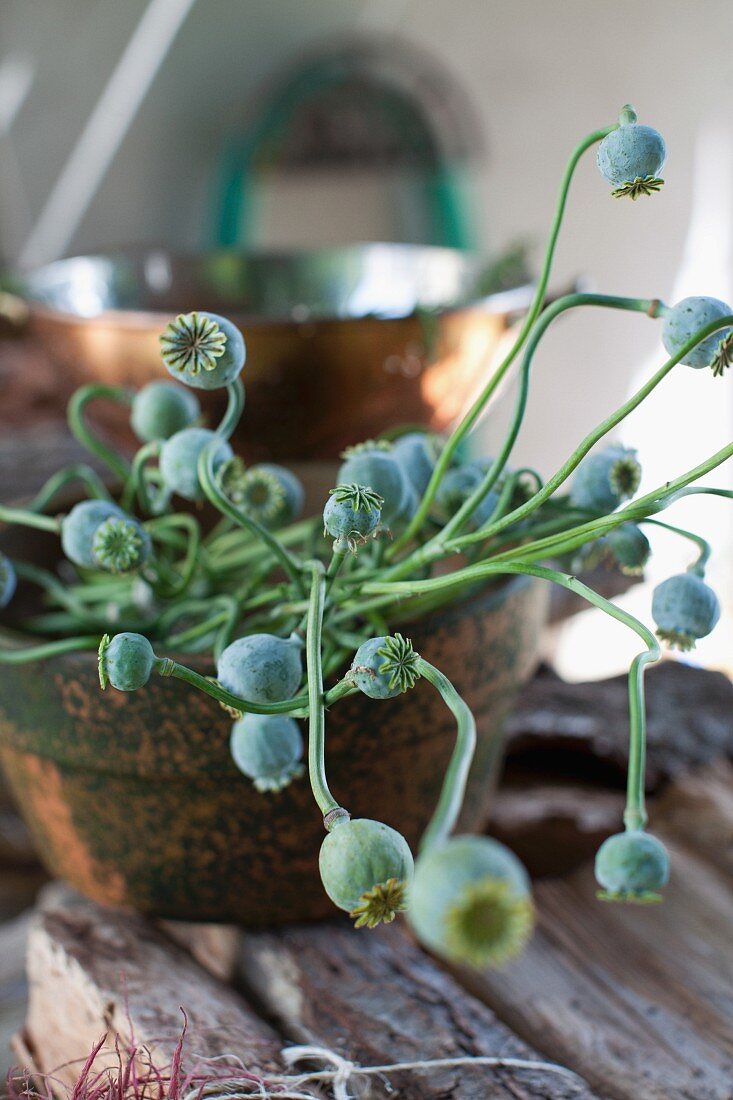 Poppy buds